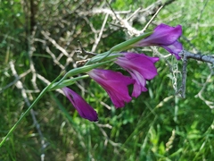 Gladiolus imbricatus