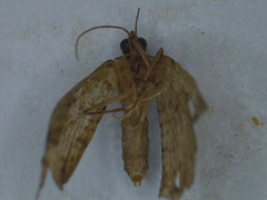 Smerinthinae