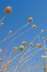 Daucus carota maximus