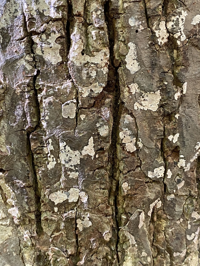 Dendrothele sp. 'IN01'