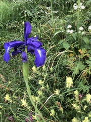 Iris latifolia