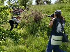 Gladiolus imbricatus