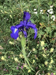 Iris latifolia
