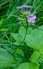 Phlox glaberrima interior