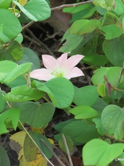 Bauhinia coulteri