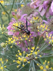 Zethus spinipes variegatus