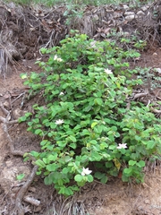 Bauhinia coulteri