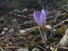 Crocus versicolor