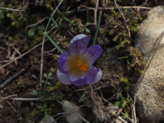 Crocus versicolor