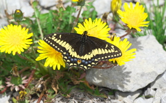 Papilio brevicauda