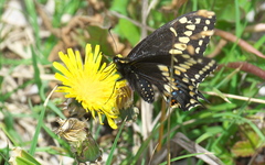 Papilio brevicauda