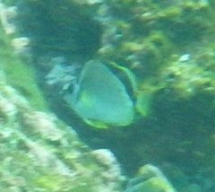 Johnrandallia nigrirostris