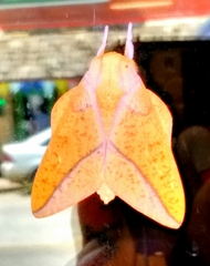 Syssphinx bisecta