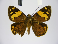 Apallaga perlustris
