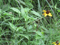 Rudbeckia amplexicaulis