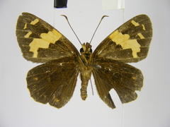 Apallaga perlustris