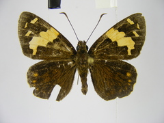 Apallaga perlustris