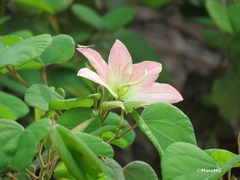 Bauhinia coulteri
