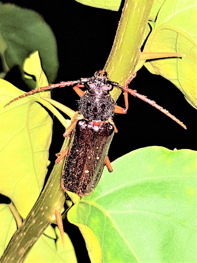 Torneucerus armatus
