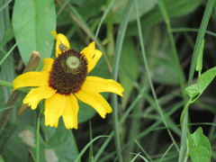 Rudbeckia amplexicaulis