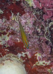 Threeline Basslet photo 3