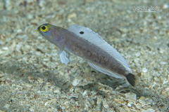 Yellow Jawfish photo 2