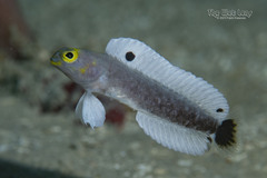 Yellow Jawfish photo 1