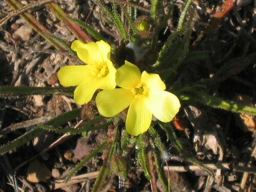 Drosophyllum lusitanicum (Drosophyllum lusitanicum)