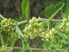Asclepias similis