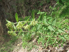 Asclepias similis