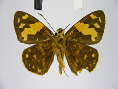 Apallaga perlustris