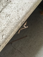 Mantidae