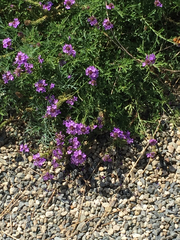 Glandularia lilacina