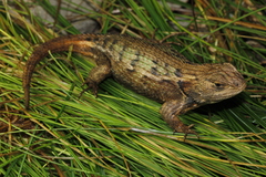 Sceloporus cryptus