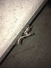 Mantidae
