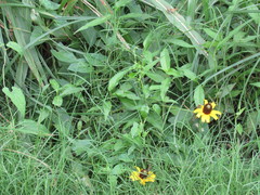 Rudbeckia amplexicaulis