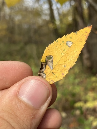 Coptodisca lucifluella photo 3