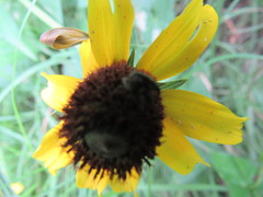 Rudbeckia amplexicaulis