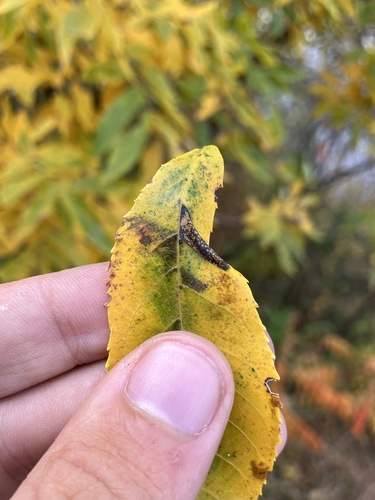 Phyllonorycter olivaeformis