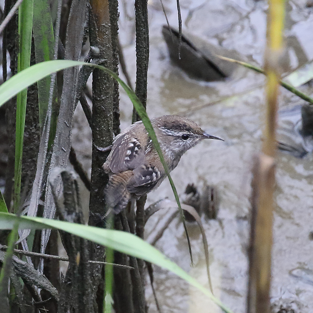 Marsh Wren