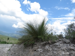 Dasylirion longissimum