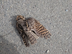 Caprimulgus longipennis