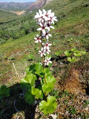 Boykinia richardsonii