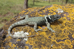 Sceloporus aureolus