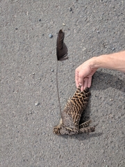 Caprimulgus longipennis