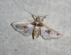 Leucinodes orbonalis