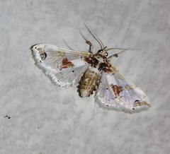 Leucinodes orbonalis