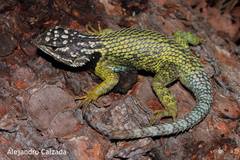 Sceloporus scitulus