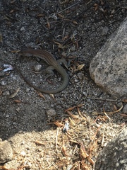 Aspidoscelis stictogrammus