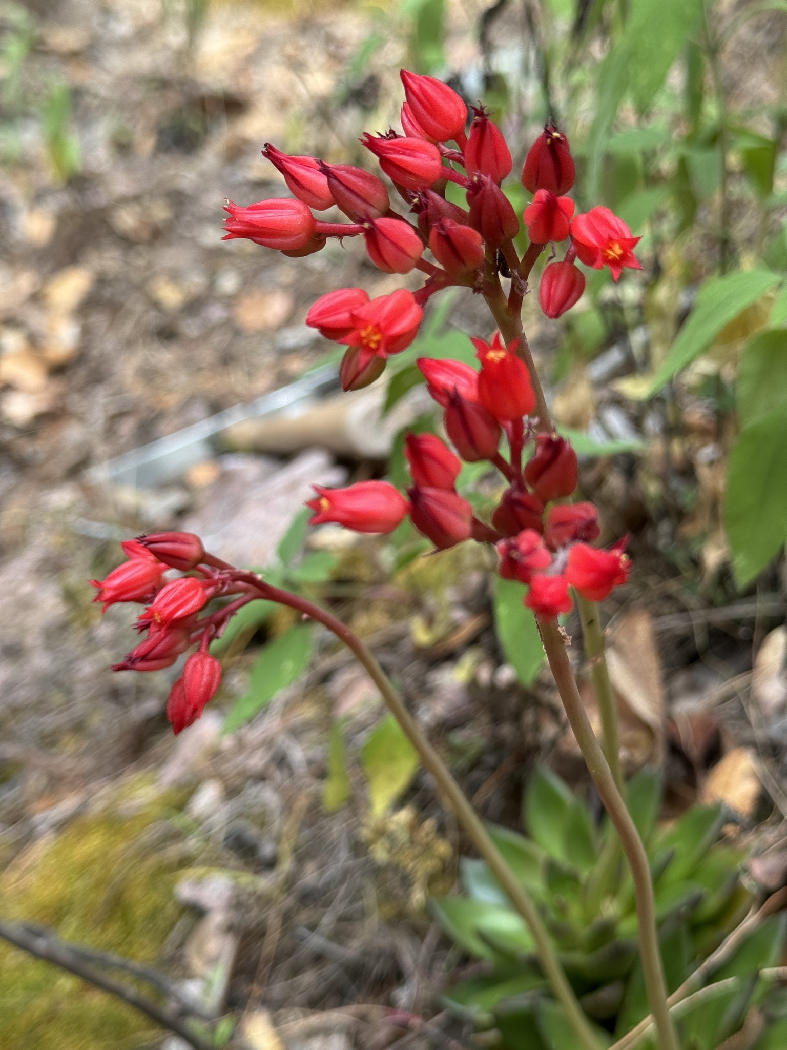 Imagem de Echeveria-preta